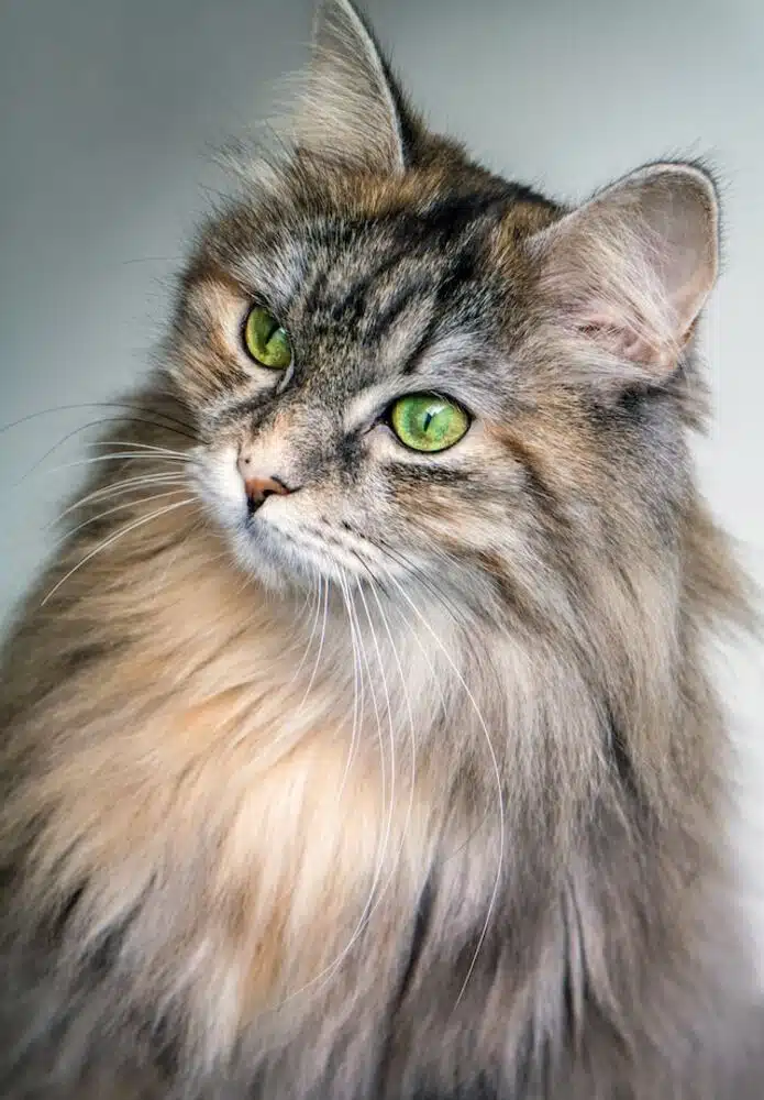 Learn How To Import A Pet Dog Or Cat Into Singapore?