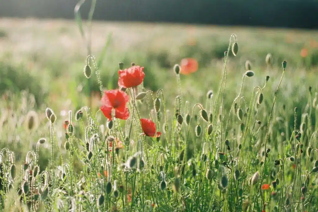 Crafting Eternal Remembrance: Timeless Monuments That Preserve Your Memories
