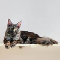 The Importance Of Annual Checkups In Pet Insurance