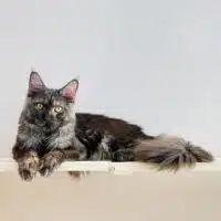 The Importance Of Annual Checkups In Pet Insurance
