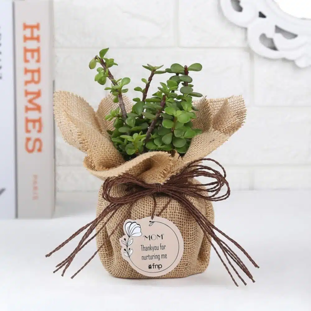 Mother's Day Gifts For Every Type Of Mom By FNP (Ferns ‘N’ Petals)