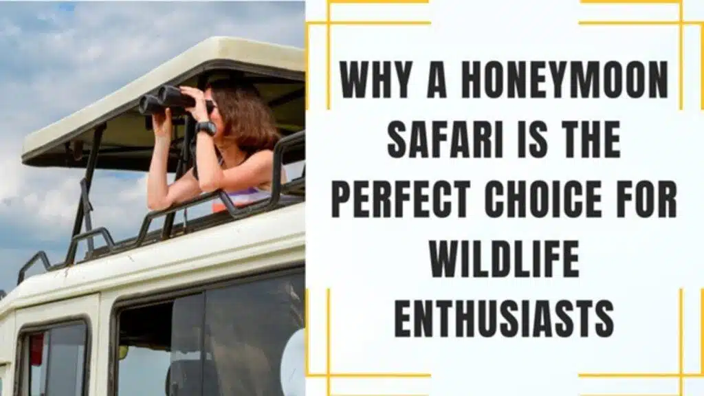 Why A Honeymoon Safari Is The Perfect Choice For Wildlife Enthusiasts