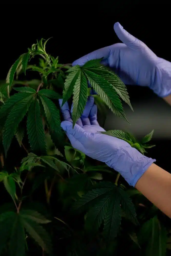 High Standards: Examining Top-Tier Choices In Cannabis Cultivation And Consumption