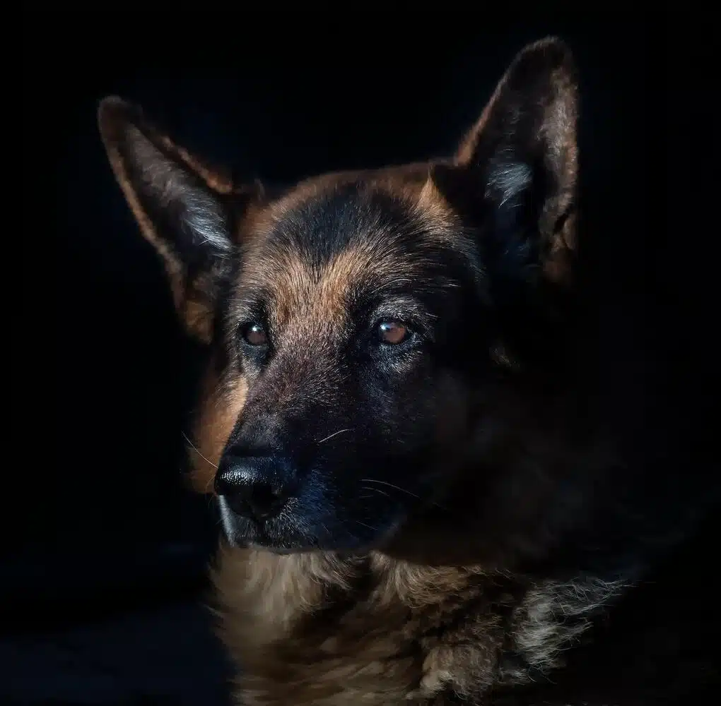 All About The Gerberian Shepsky: Traits, History, And Care Requirements