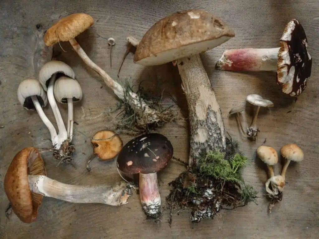 Nature’s Medicine: 5 Best Mushrooms For Mental Health