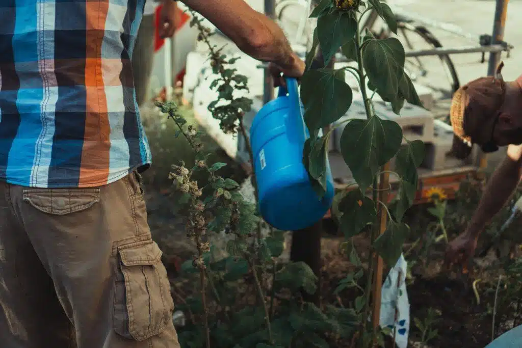 Fruit Tree Care Made Easy: A Beginner's Guide To Green Thumbs And Juicy Fruits