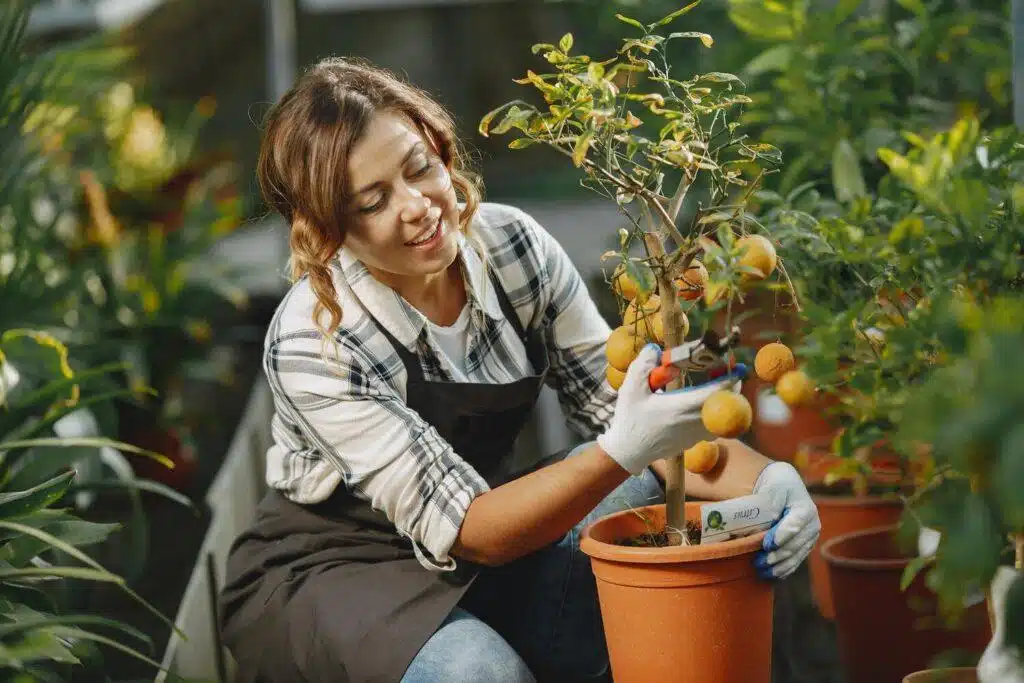 Fruit Tree Care Made Easy: A Beginner's Guide To Green Thumbs And Juicy Fruits