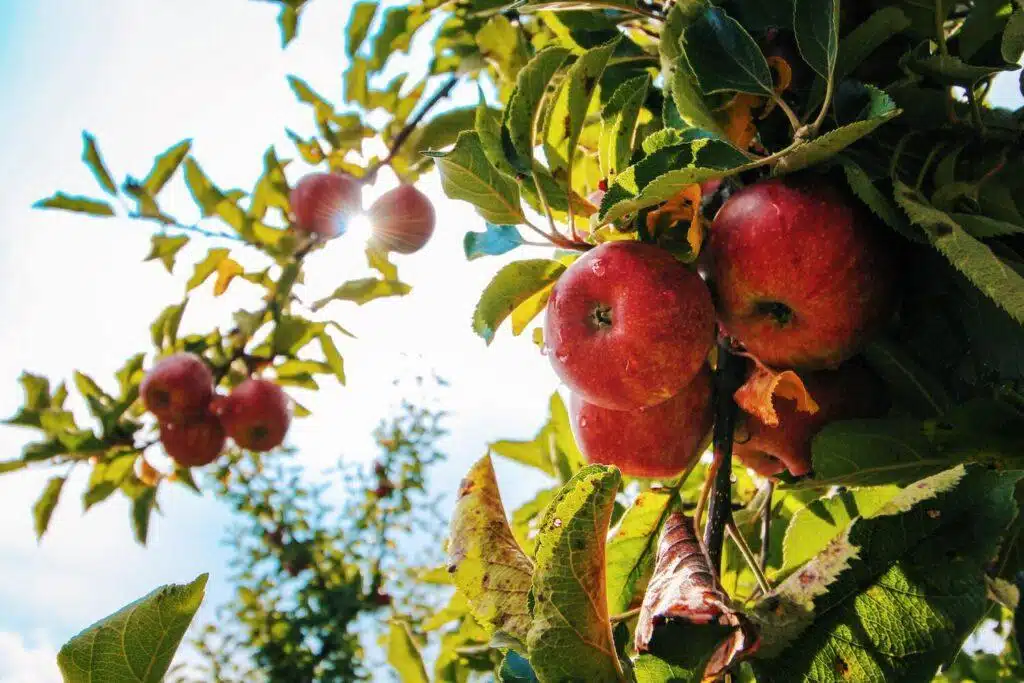 Fruit Tree Care Made Easy: A Beginner's Guide To Green Thumbs And Juicy Fruits