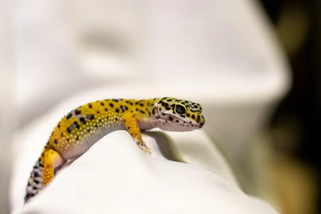 To Gecko Or Not To Gecko? Exploring Leopard Geckos As Pets