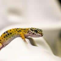 To Gecko Or Not To Gecko? Exploring Leopard Geckos As Pets