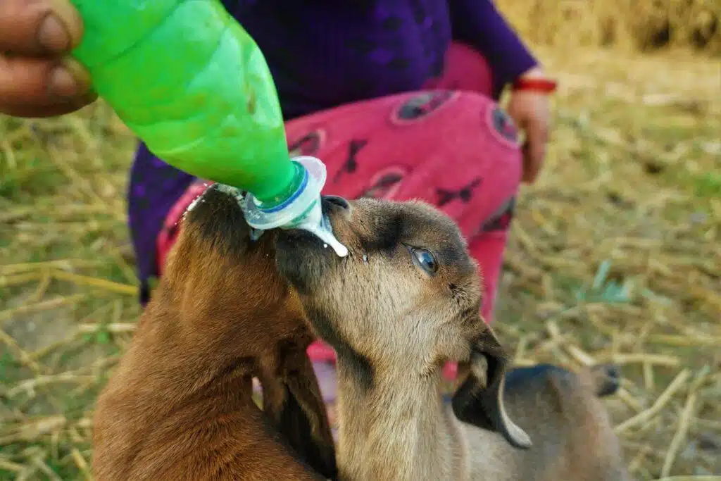 The Origins And Legacy Of Holle Goat Milk Formula
