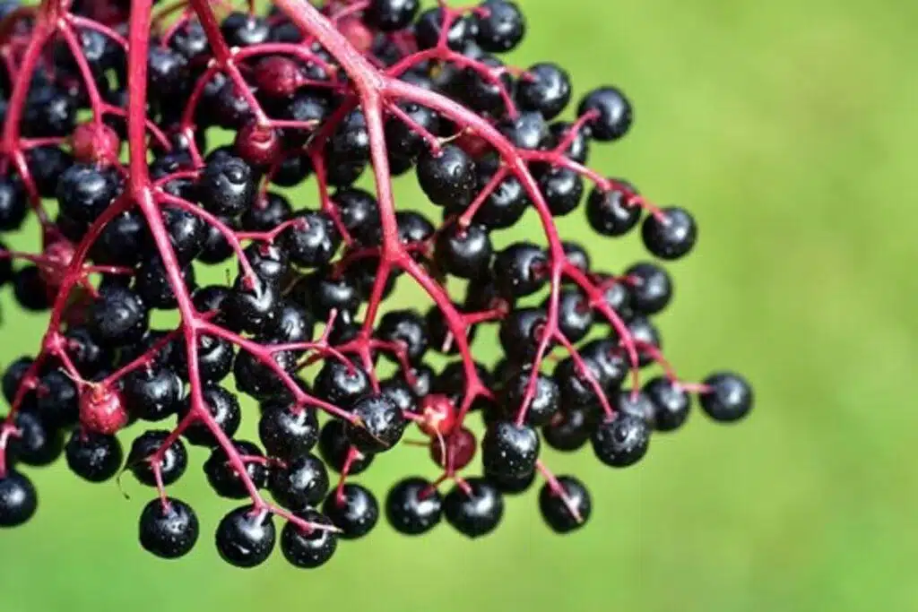 Stay Healthy With The Best Elderberry Gummies