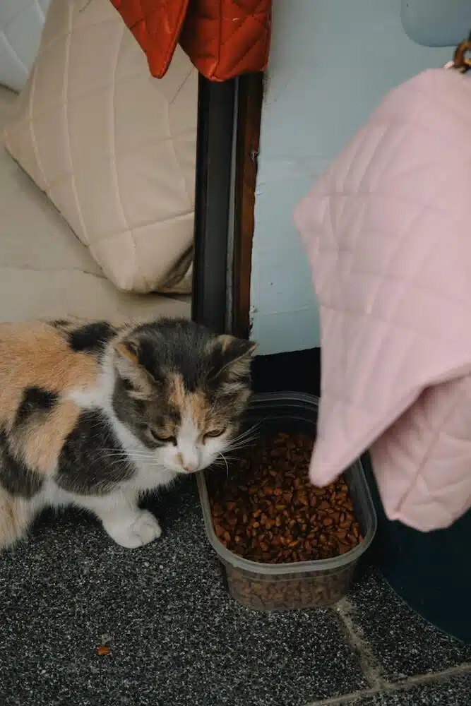 Cat Food: Important Facts You MUST Know