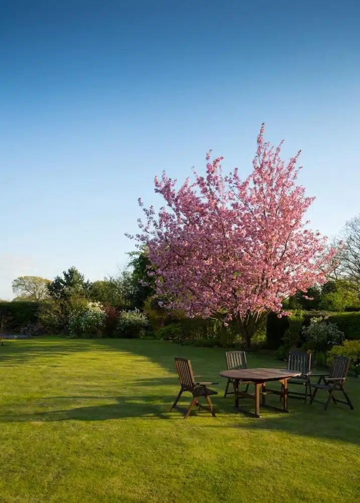 The Best Tips On How To Landscape Around A Tree With Exposed Roots