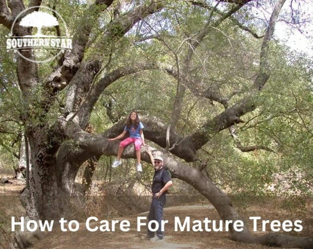 Southern Star Tree Service How To Care For Mature Trees