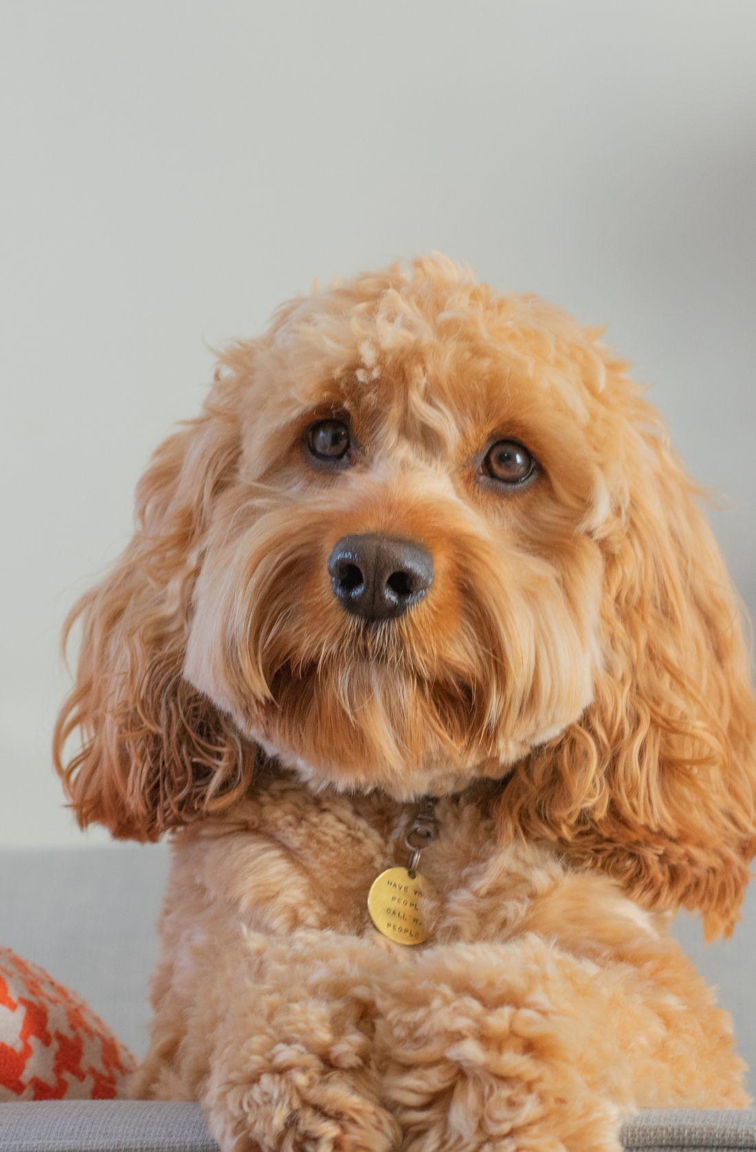 Cavapoo Grooming Keeping Your Dog's Coats and Skin Healthy Kellys
