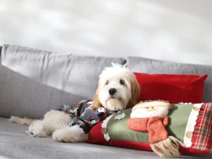 A Cavapoo sitting on a couch with a Christmas pillow.
