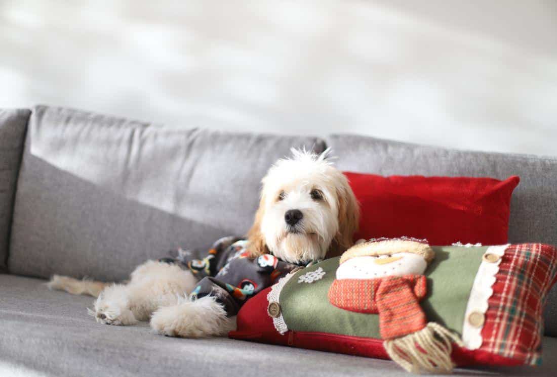 Cavapoo Grooming: Keeping Your Dog's Coats and Skin Healthy - Kellys ...