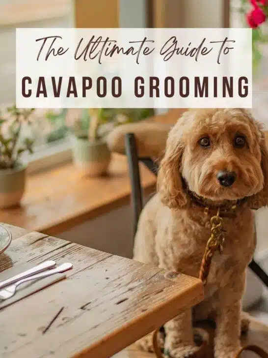 Explore the comprehensive Cavapoo grooming styles in our ultimate guide.