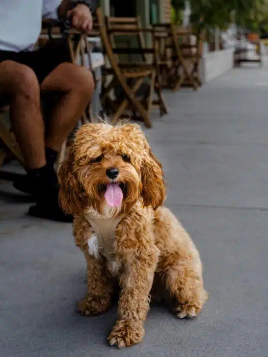 Dog on Pavement