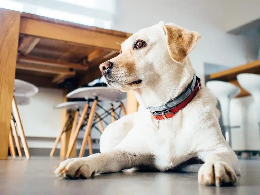 Puppy Paw-ty Presents: Gift Ideas For Celebrating Furry Friends