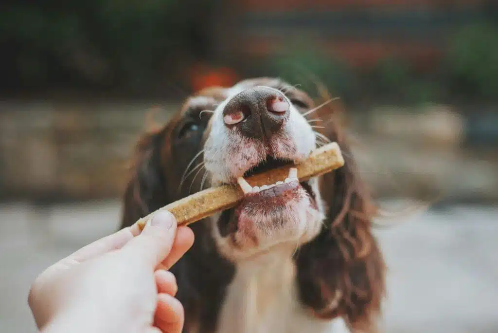 Surprise Your Pup With The Perfect Snack That Does More Than Satisfy Their Tastebuds