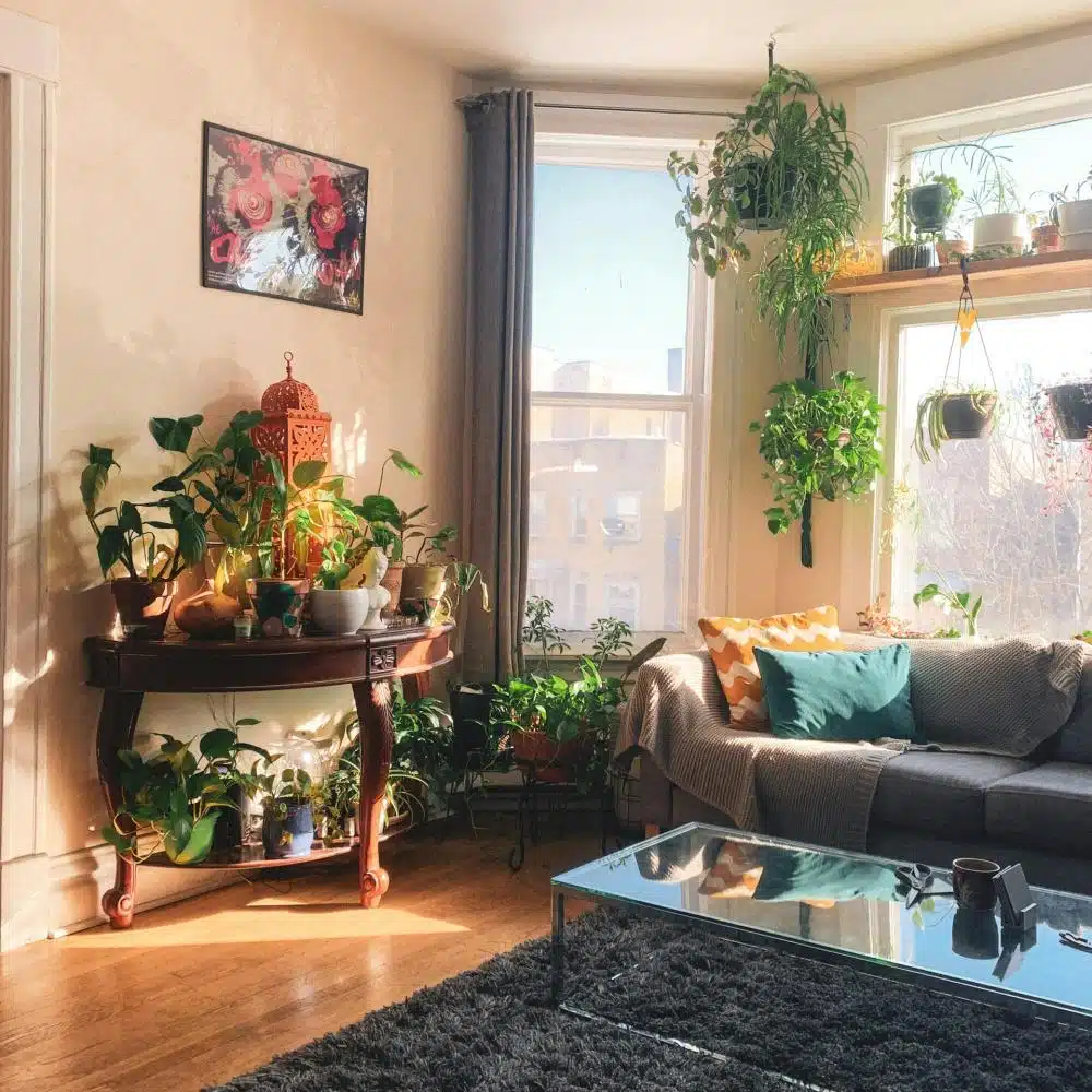 The Aviator's Dream: Mastering Crassula Falcata Care & Styling Tips