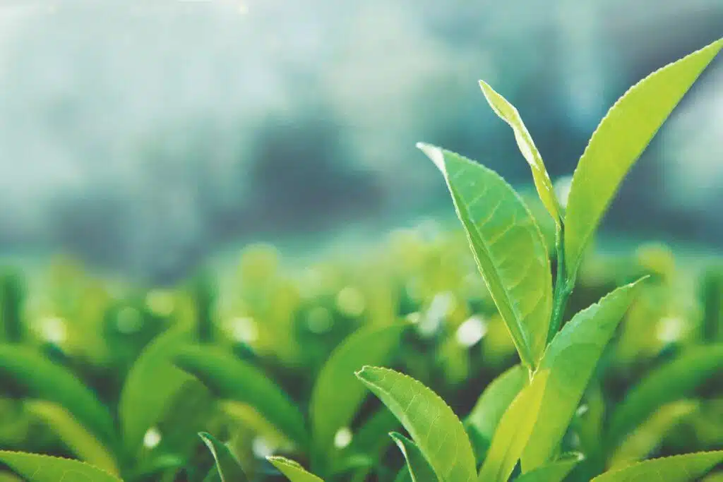 Close up of the best Kratom green leaves.