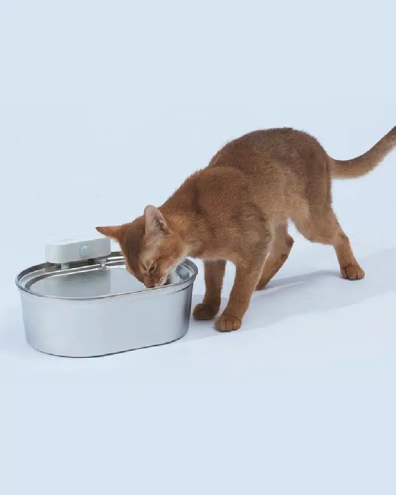 The Cat Water Fountain: A New Must-Have Device