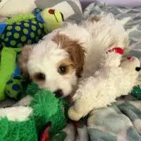 A small white and brown Cavapoo puppy chews on a green plush toy while lying on a bed with various stuffed animals and a patterned blanket.