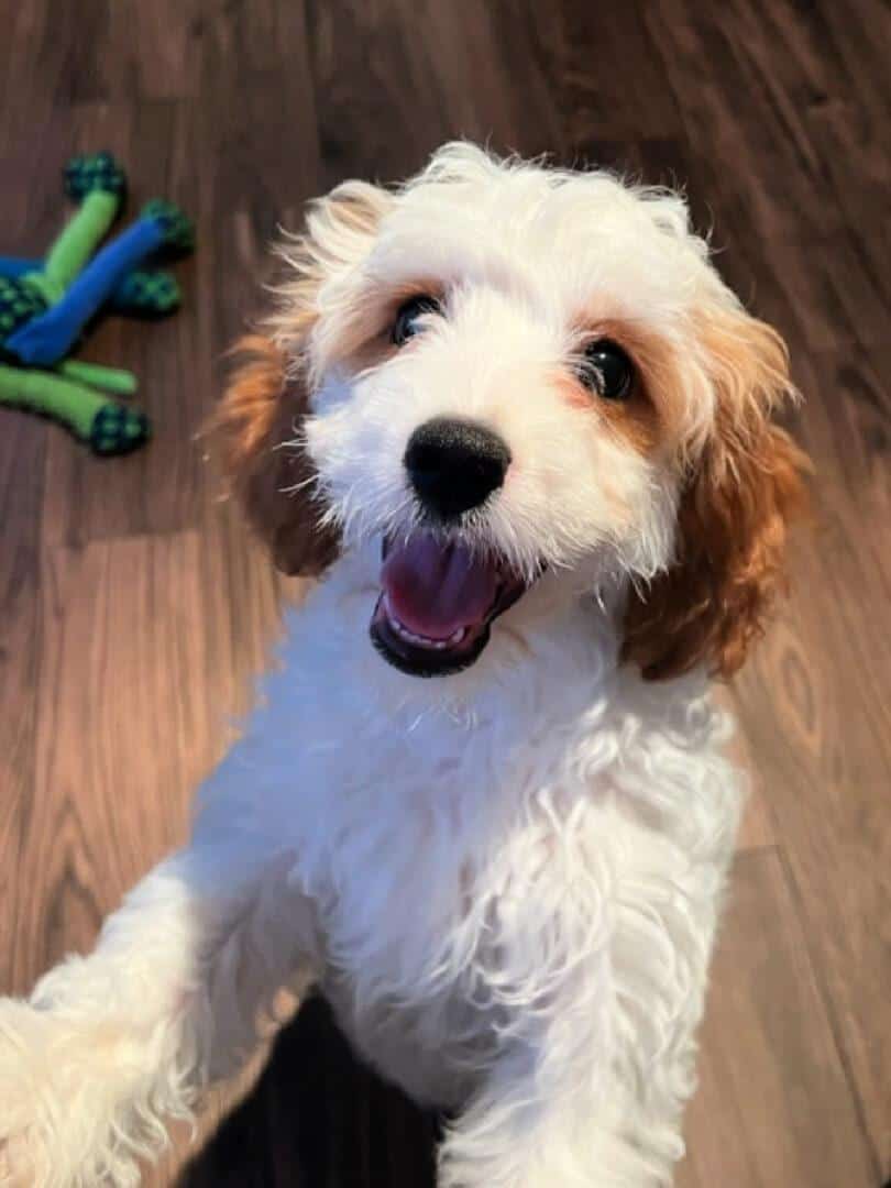 Cavapoo Puppy Training Tips - Ultimate Guide - Kellys Thoughts On Things