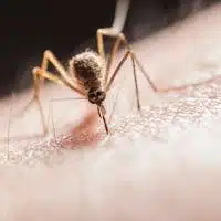 Mosquito Biting on Skin