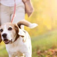 pet