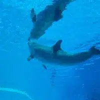 A dolphin swims underwater near a person who is partially visible above the water in a blue, aquarium-like environment, offering a delightful opportunity to teach about marine life.