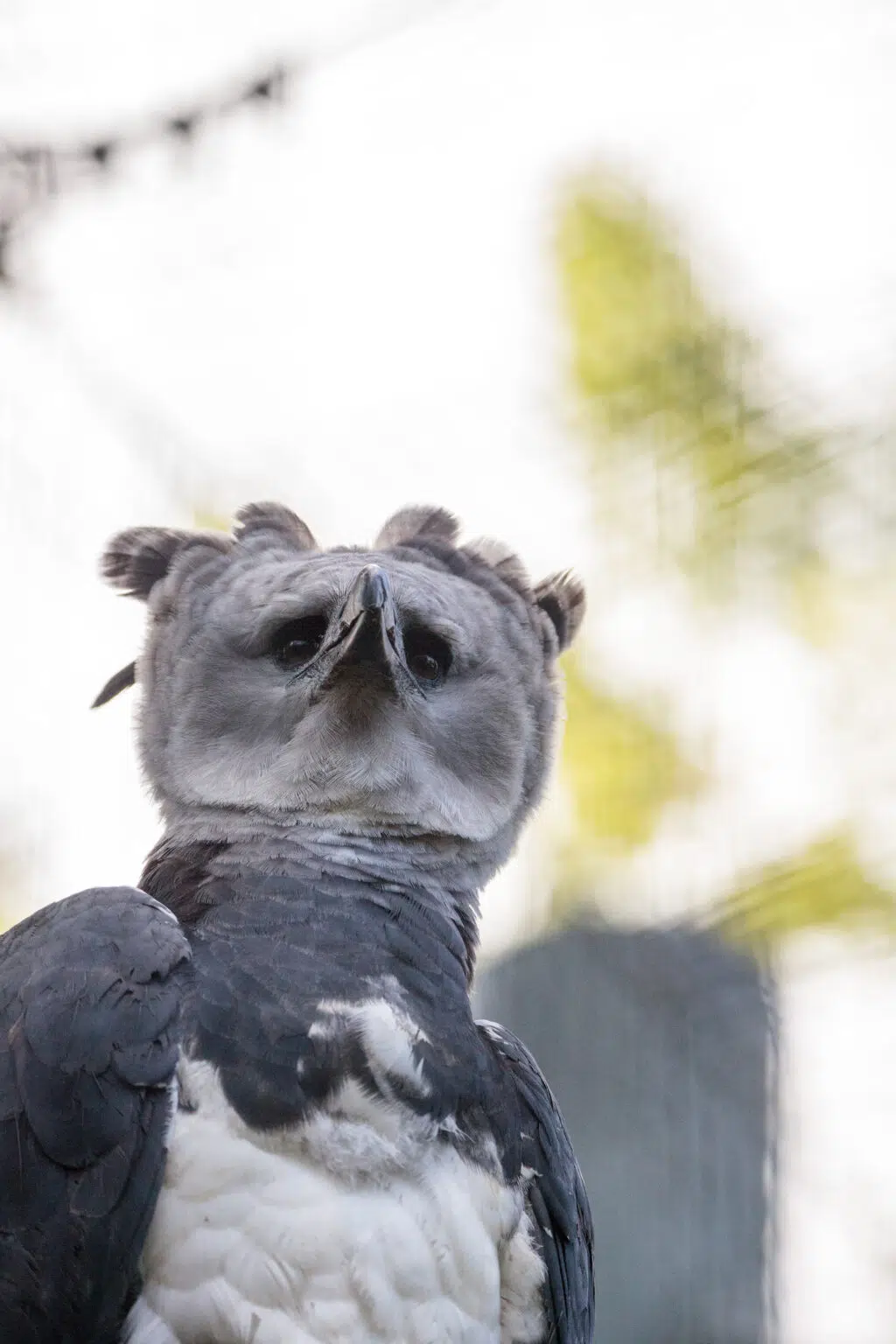 6. Harpy Eagle: The Crowned King of the Sky