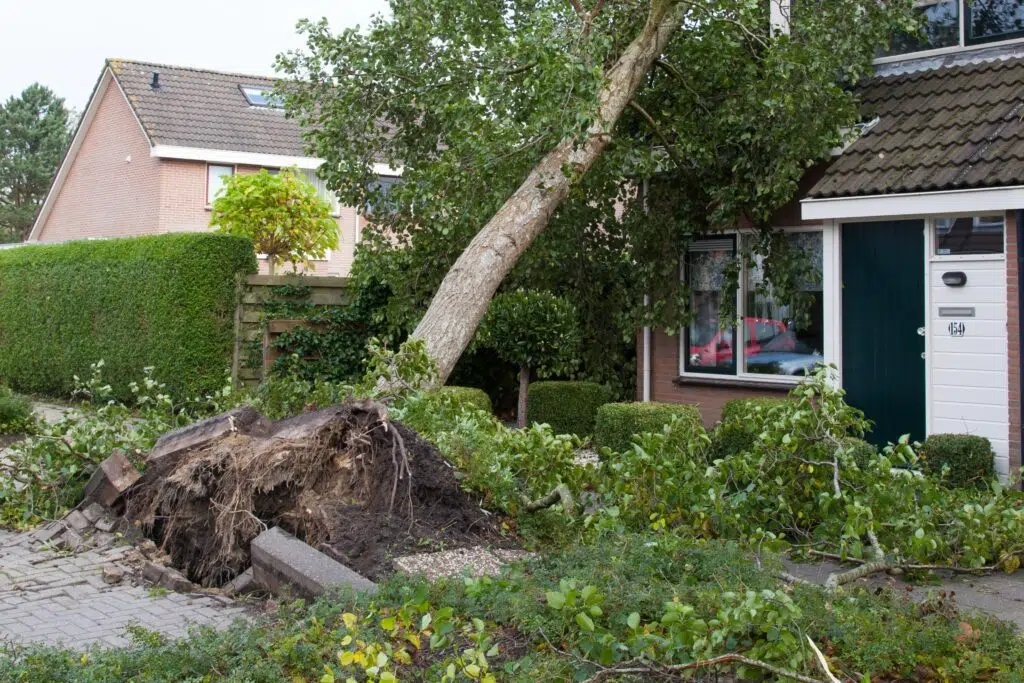 tree falls on house