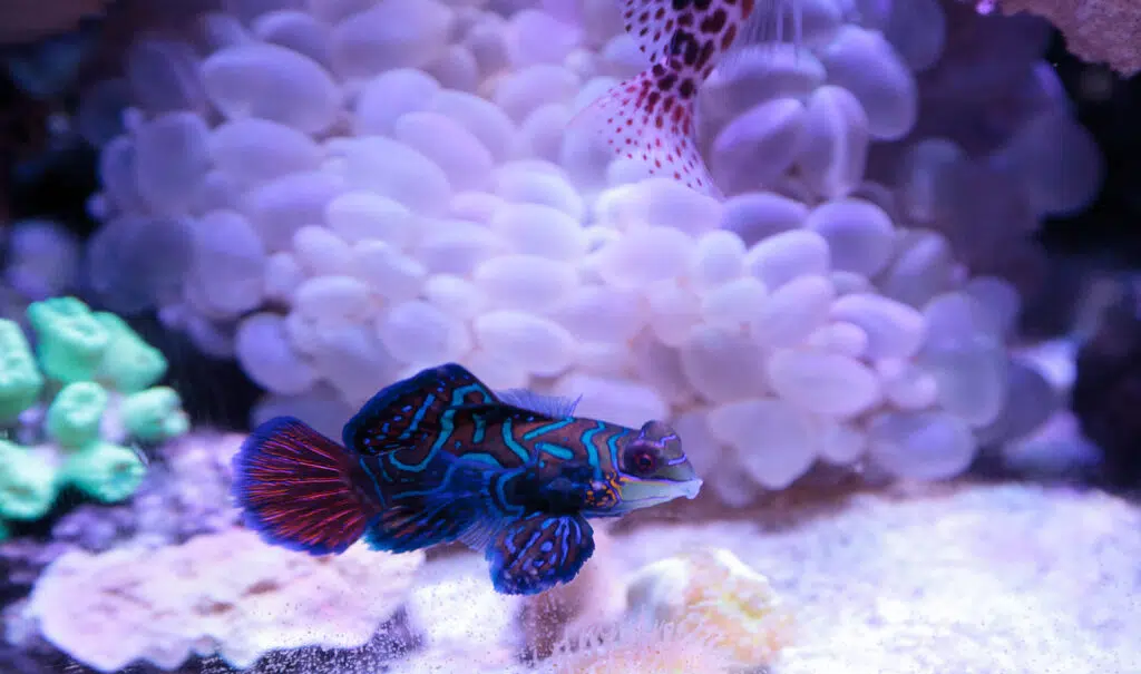 3. Mandarin Fish: A Burst of Color Beneath the Sea