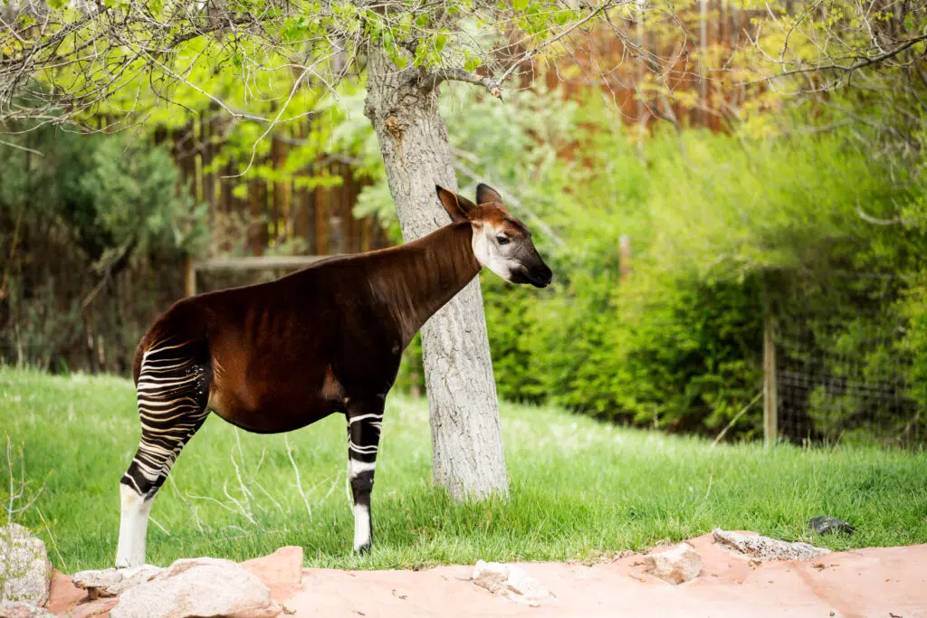 4. Okapi: The Enigmatic Forest Giraffe