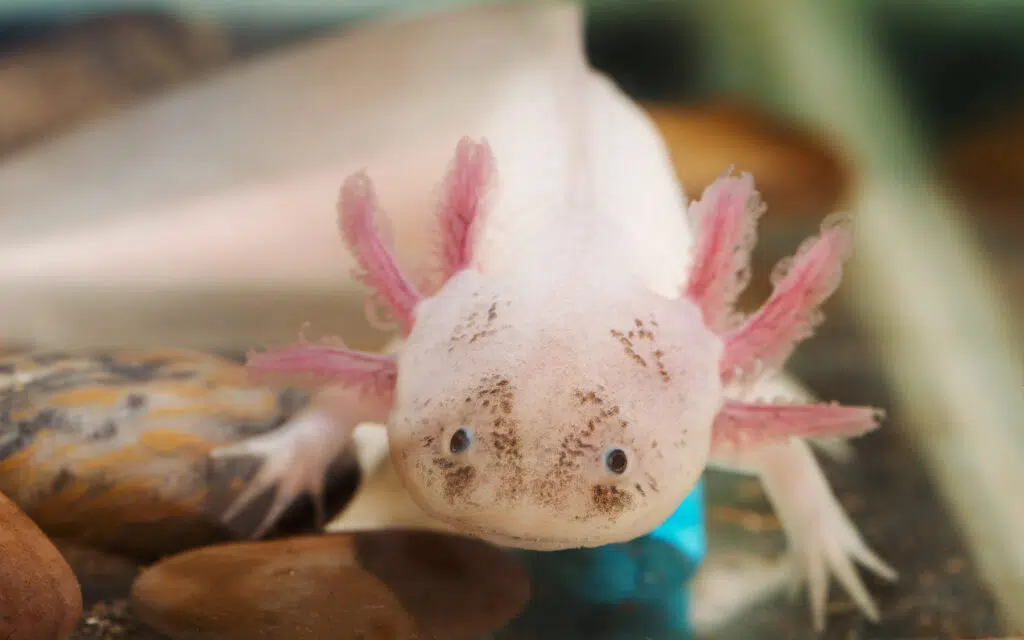 5. Axolotl: The Adorable Walking Fish