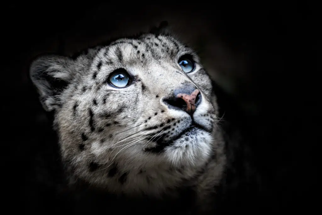 2. Snow Leopard: The Ghost of the Mountain