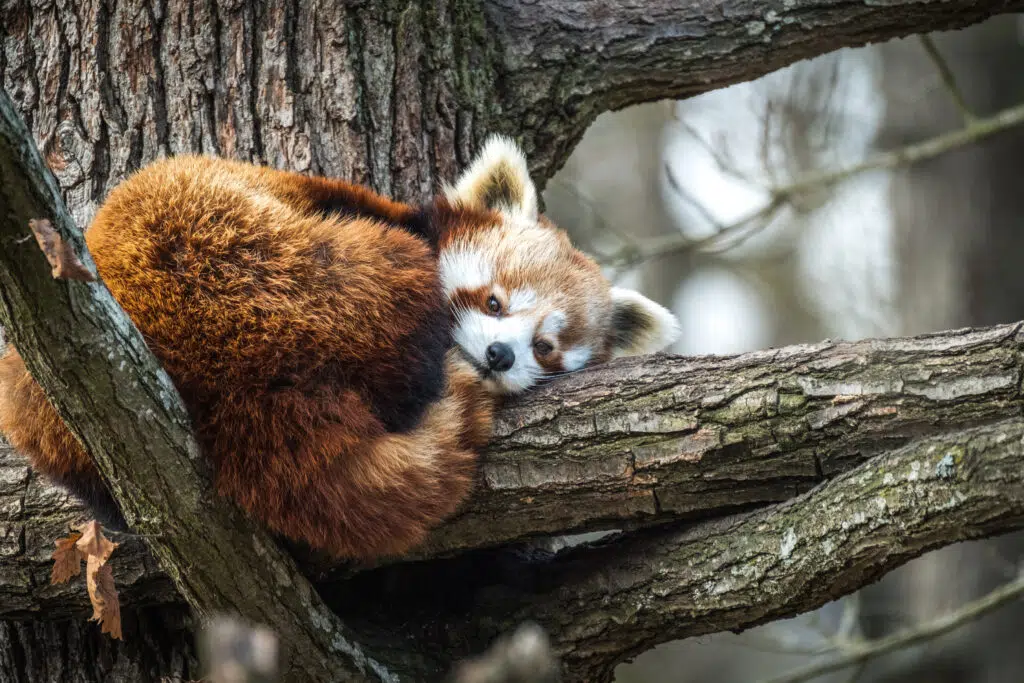 7. Red Panda: A Cuddly Forest Acrobat
