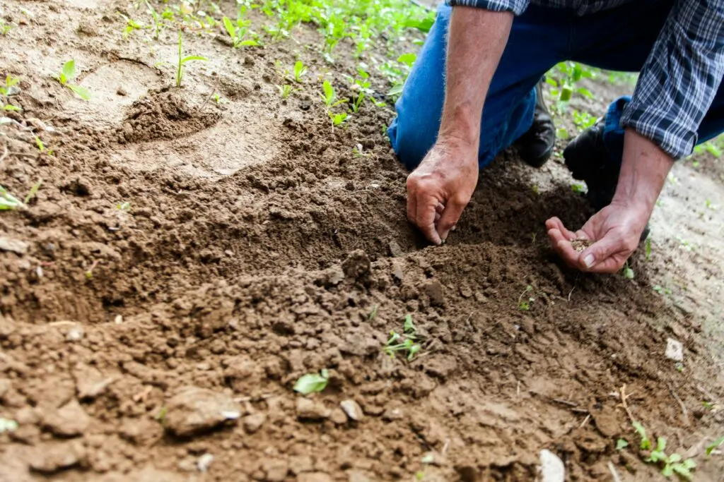 Gen Z doesn't garden