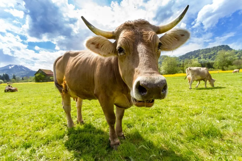 1. Dairy Products Take a Big Leap