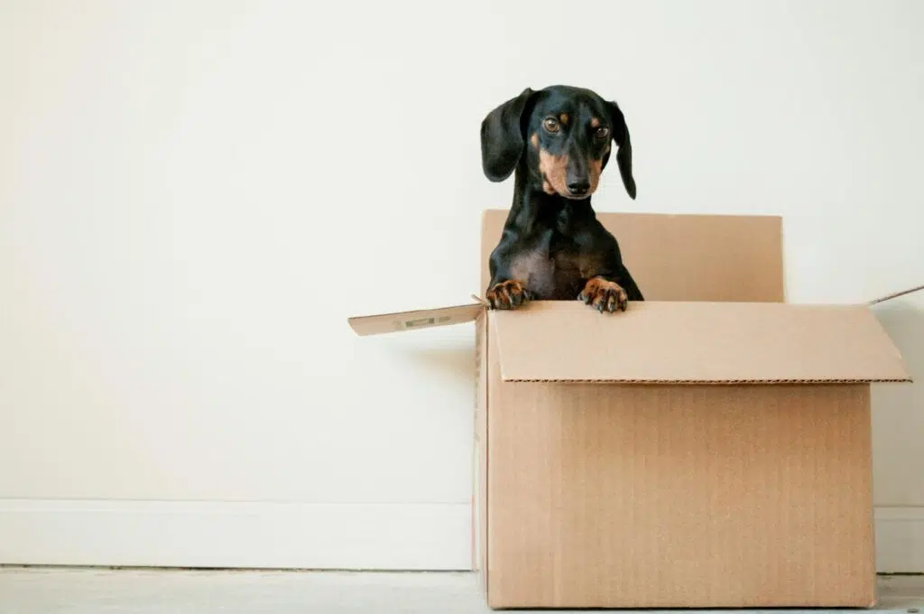 Moving In A Hurry? Here's How To Make A Last-Minute Move Successful