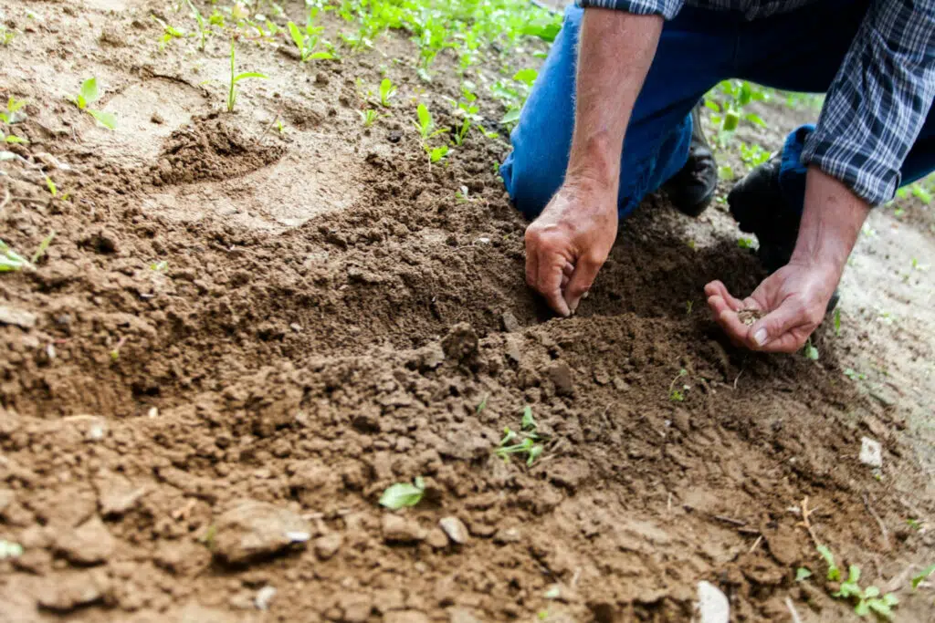 How To Extend Your Growing Season With Rare Seeds?