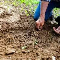 How To Extend Your Growing Season With Rare Seeds?