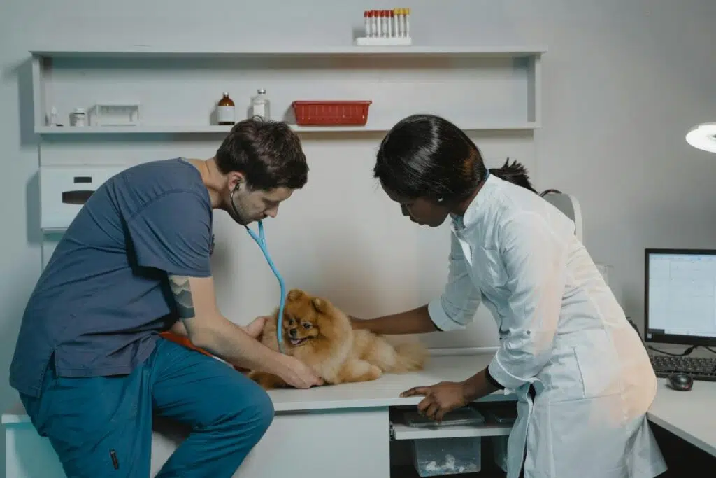 Signs of Poison Or Toxin Ingestion In Pets And How A Sarasota Emergency Vet Can Help