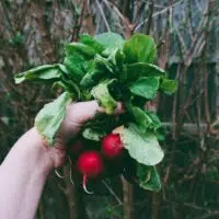 3 Creative Ways To Maximise Space In Your Allotment Garden