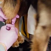 Close-up of a veterinarian injecting a dog's leg indoors, focusing on care and precision.