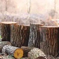Chopped tree logs stacked in a serene outdoor woodland area, capturing the essence of autumn.